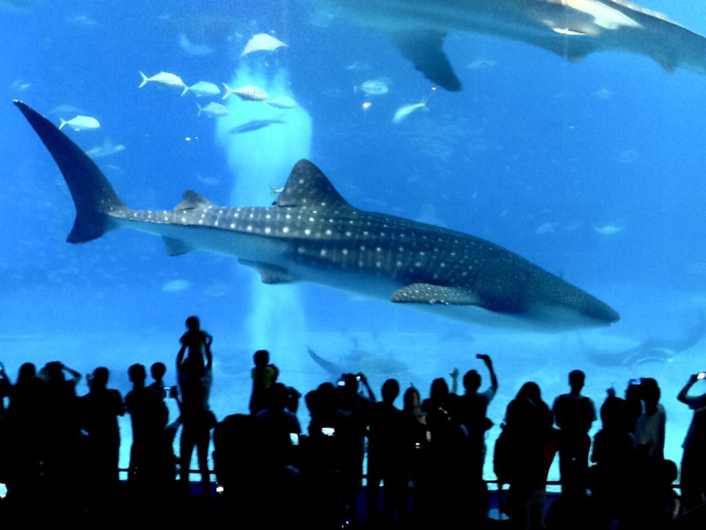 沖縄美ら海水族館